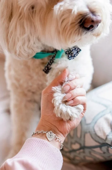 Mom with bracelet holding dog's paw.